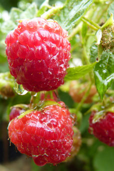 Rubus idaeus 'Malling Promise'