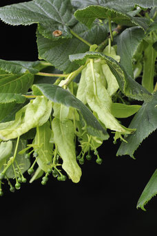 Tilia europaea 'Pallida'