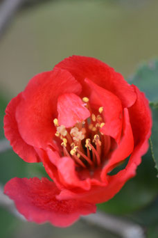 Chaenomeles superba 'Fire Dance'