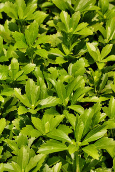 Pachysandra terminalis 'Green Carpet'