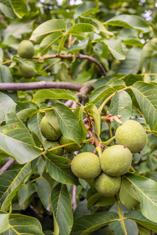 Juglans regia