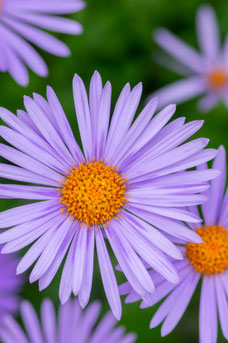 Aster tongolensis 'Napsbury'