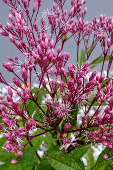 Eupatorium purpureum