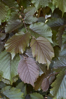 Corylus maxima 'Purpurea'