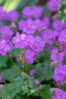 Geranium cantabrigiense 'Karmina'