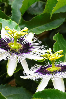 Passiflora 'Endulis'