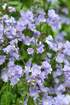 Polemonium reptans 'Blue Pearl'