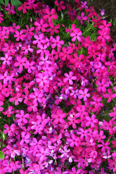 Phlox 'Crackerjack'