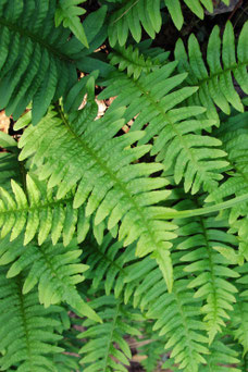 Polypodium vulgare