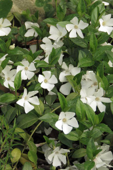 Vinca minor 'Gertrude Jekyll'