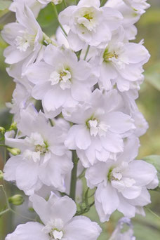 Delphinium 'Galahad'