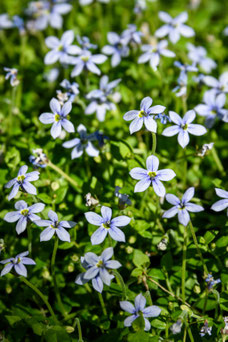 Isotoma fluviatilis