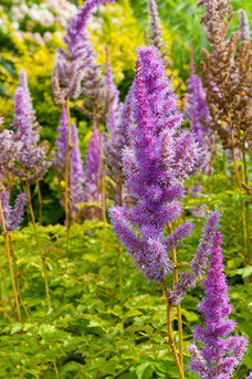 Astilbe chinensis 'Superba'