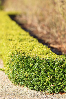 Buxus sempervirens