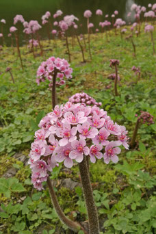 Darmera peltata