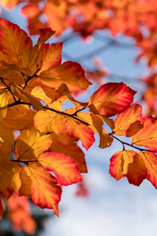 Parrotia persica