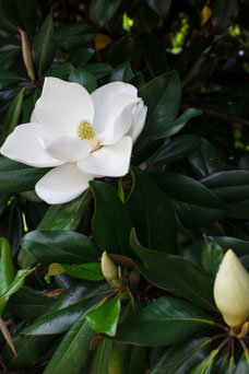 Magnolia grandiflora  'Galissonniere'