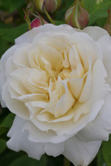 Rosa 'Winchester Cathedral'