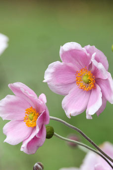 Anemone tomentosa 'Robustissima'