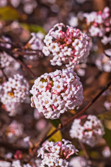 Viburnum bodnantense 'Dawn'