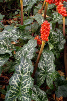 Arum italicum