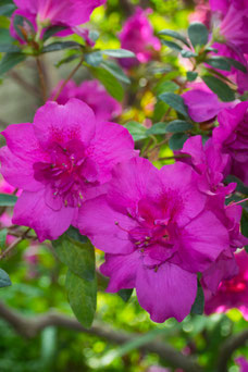 Rhododendron 'Pink Delight'