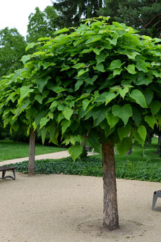 Catalpa bignonioides 'Nana'