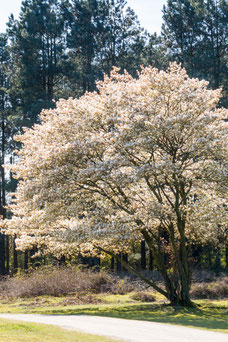 Amelanchier lamarckii