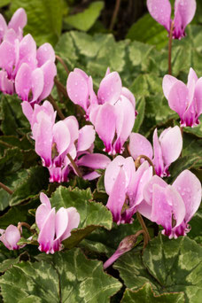 Cyclamen hederifolium