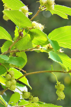 Corylopsis spicata