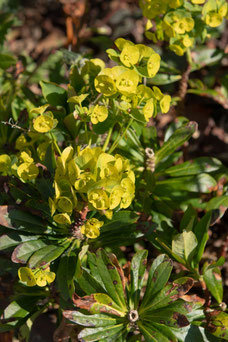 Euhorbia amygdaloides var. robbiae