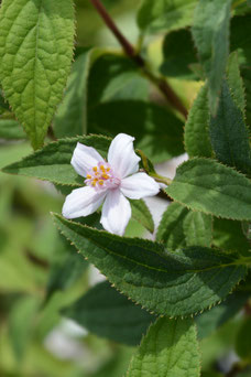 Deutzia hybrida 'Mont Rose'