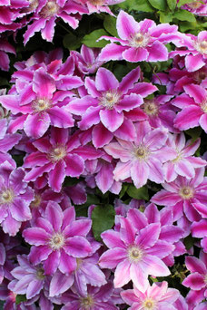 Clematis 'Dr. Ruppel'