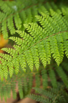 Polystichum setiferum