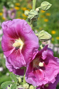 Hibiscus syriacus 'Mauve Queen'