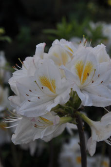 Rhododendron 'Persil'