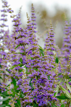 Vitex agnus-castus