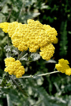 Achillea 'Taygetea'