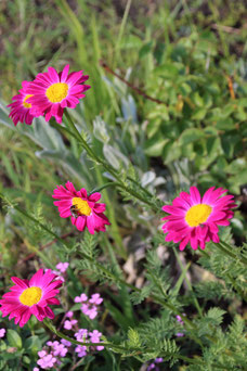 Tanacetum 'Robinson's Rose'