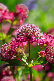  Astrantia major 'Lars'