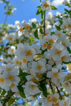 Rosa 'Filipes Kiftsgate'