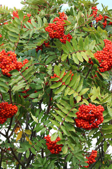 Sorbus thuringiaca 'Fastigiata'