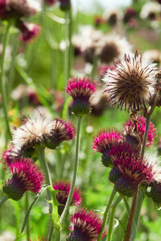 Cirsium rivulare 'Atropurpureum'