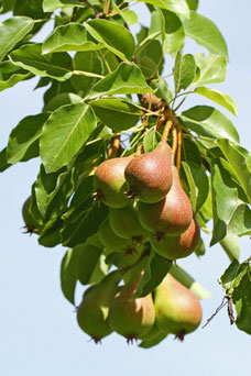 Pyrus communis 'Doyenné du Comice'