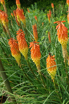 Kniphofia 'Alcazar'