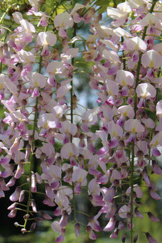 Wisteria floribunda 'Rosea'