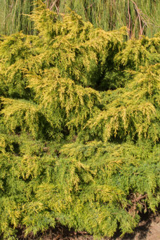 Juniperus pfitzeriana 'Old Gold'