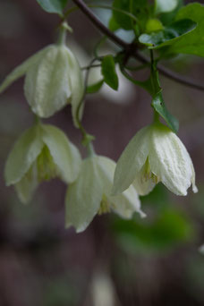 Clematis cirrhosa 'Jingle Bells'