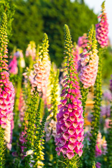 Digitalis purpurea 'Gloxiniiflora'