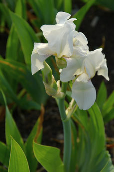 Iris 'White Knight'